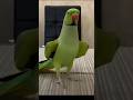 Ringneck Parrot Talking Sound Parrotsinging Talkingparrot Cute Parrot Parrottalking