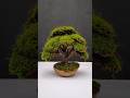 Creative Art With Coconut Shell And Moss Shorts Art Diy Coconutshellcraft Ideas