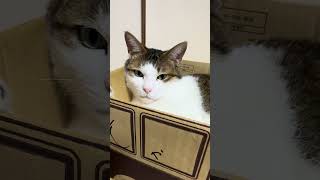 2026年8月5日 今日のしーちゃんฅ^•ω•^ฅ
