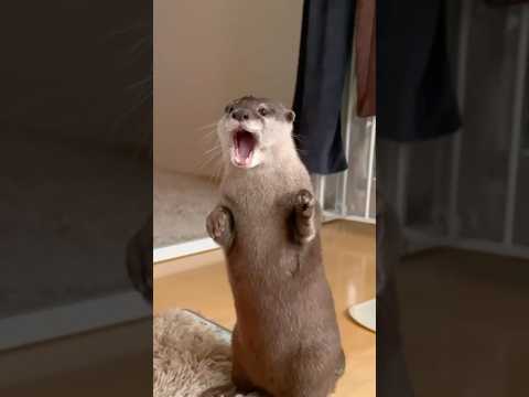 IUCN分類における絶滅の危険性を示す図。