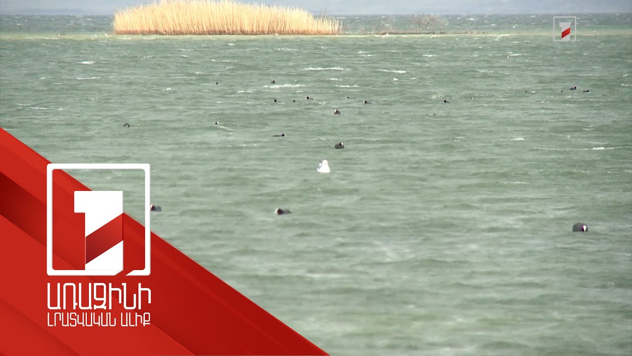 Սևանի ավազանում ավելացել են ջրլող թռչունների տեսակները