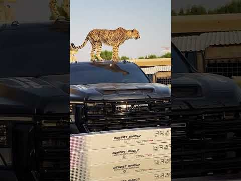 Der Gepard auf dem Auto