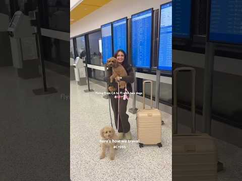 How I fly with my dogs! #traveltips #travelvlog #pettravel #flywithme #dogmom # #dogtravel #pets
