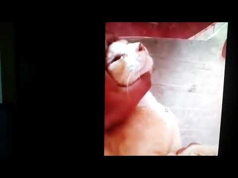 Super cats sri lanka