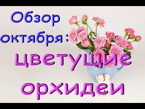 ОБЗОР октября:ОРХИДЕИ ЦВЕТУТ!