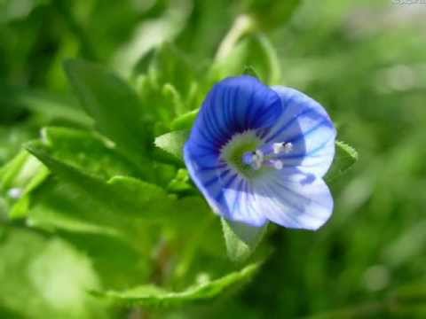 Fryderyk Chopin - Wiosna (Spring) op. 74 nr 2 - Played by Piotr Zylbert