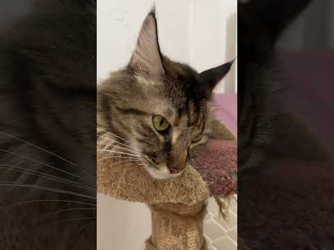 Это Анфиса! Он помог #cat #котофейка #котик #мейнкун #кот #видосыоткота #кошка #прикольныекоты