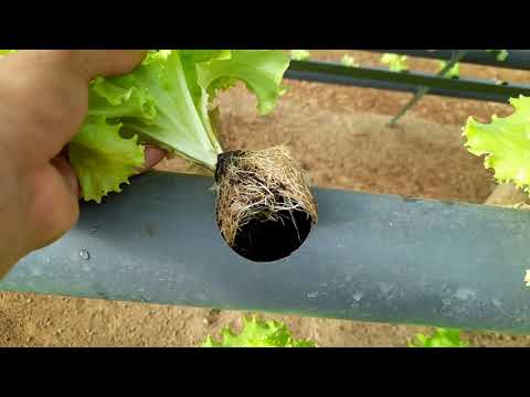 Green Fish Aquaponics - Commercial System - Part 1