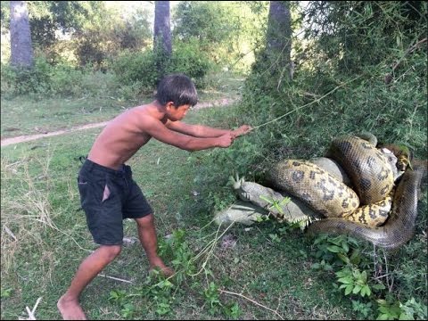 Wow! Children Catch A Big Snake With Bare Hand - How To Catch Snake In Cambodia (1)