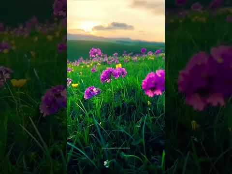 #nature#edit#like |experience the  nature