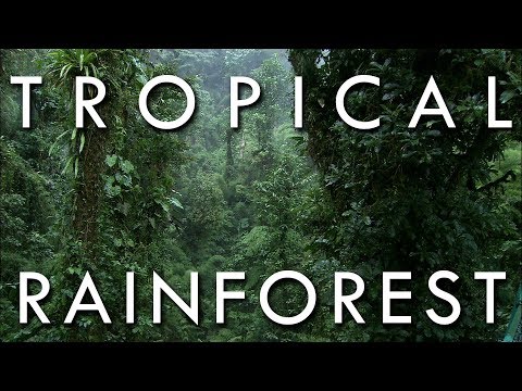 The Tropical Rainforest Climate