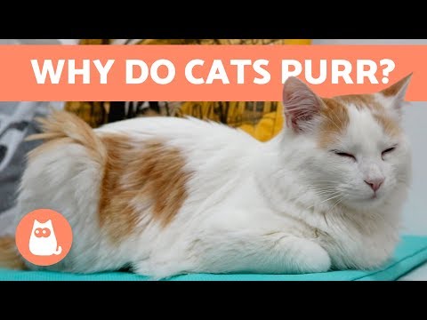 Why Do Cats PURR? 😻 Everything You Need to Know