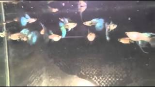 ca bluegrass guppy nha minh