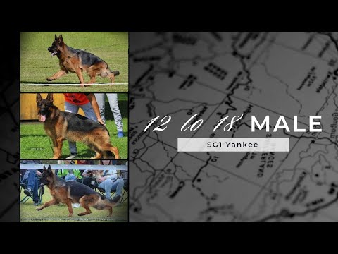 18 to 24 Male Class #bszs #germanshepherd