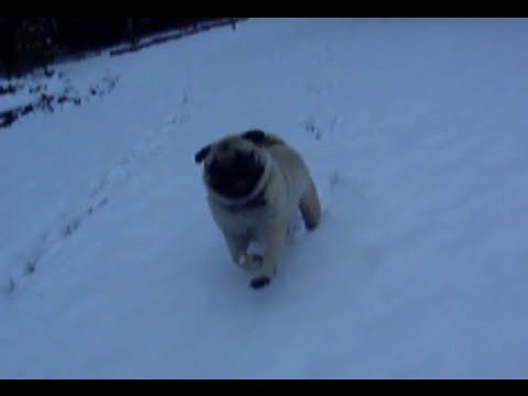 chubby pug trying to run fast in the snow