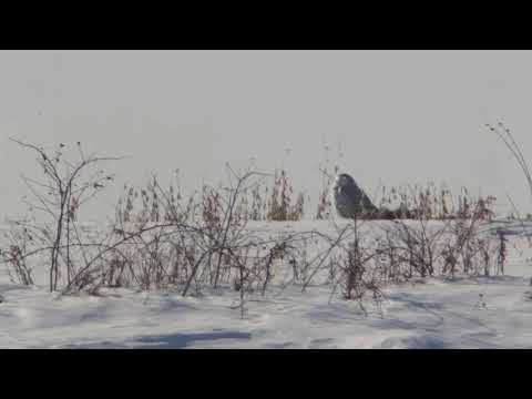 Ferris Akel Live Stream