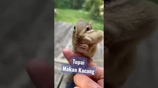 Download lagu Bajing, Tupai Makan Kacang #shorts mp3