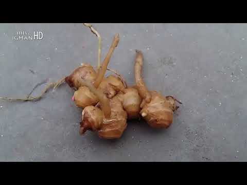 POSLANIKOVA s.a.v.s. MEDICINA, ĐUMBIR - LIJEČI, GRIJE, UMIRUJE...