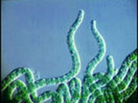 IUCN分類における絶滅の危険性を示す図。