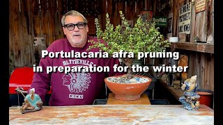 Portulacaria afra pruning in preparation for the winter