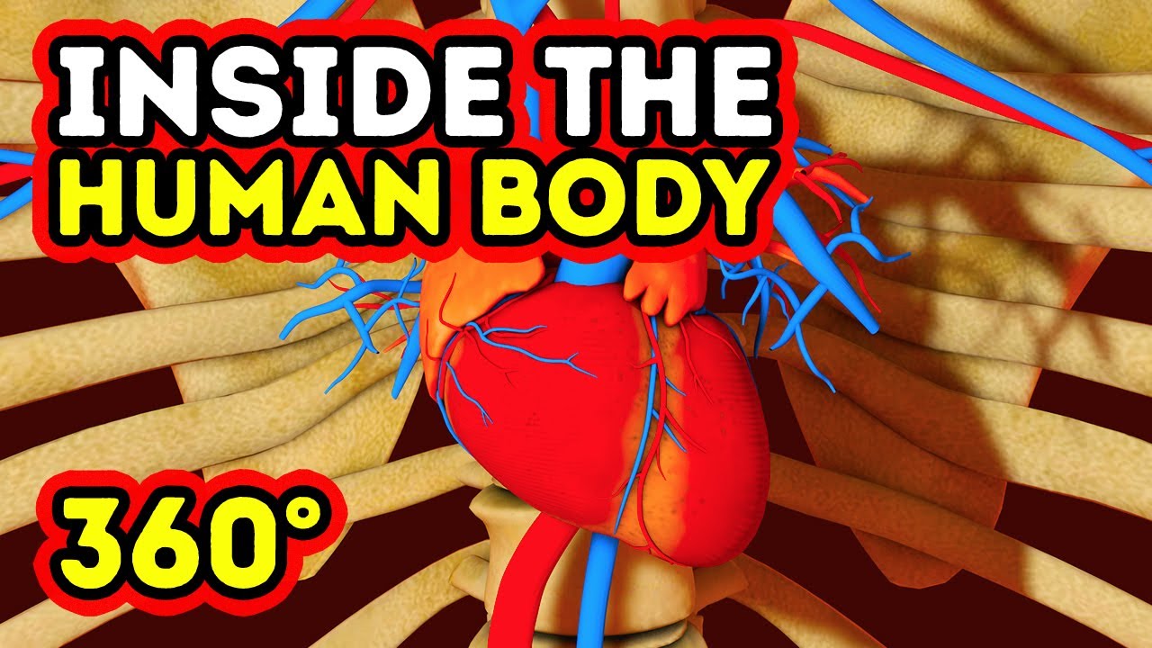 WHAT HAPPENS INSIDE YOUR BODY? || 360 VR - YouTube