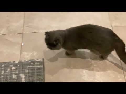 The best cat in the world!