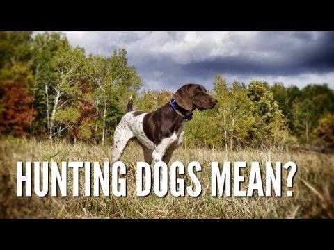 Are Hunting Dogs Mean? | Viewer Feedback