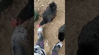 Daily Winters Chicken Chores #shorts #chickens #winter