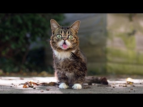 When Lil BUB encountered the neighborhood cat, Big HERMES