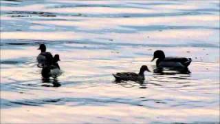 Elf - Awful Bliss (Guided by Voices cover)