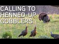 TURKEY CALLING TIPS Calling To Henned Up Gobblers