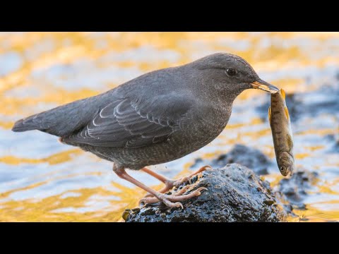 Dippers - A Most Unique Bird