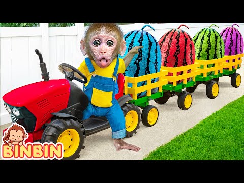 Monkey Binbin drive truck to harvest Watermelon on the farm and Swims in the Pool | MONO BINBIN ESP