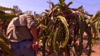 How to Prune Pitahaya: Sanitation