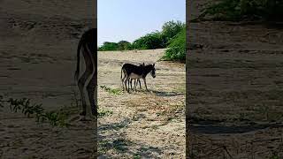 Donkey Duo: Black Brown Beauty Shines!.   #donkey #nature #blackdonkeyprince #donkeys #ytshorts