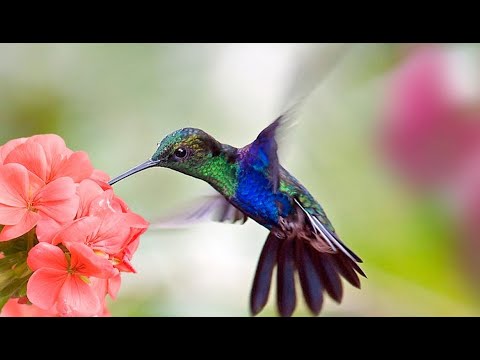 5 Pasillos de oro - mix2