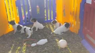 Jack Russell Terrier, Puppies, For, Sale, In, Mobile, Alabama, AL, Montgomery, Birmingham