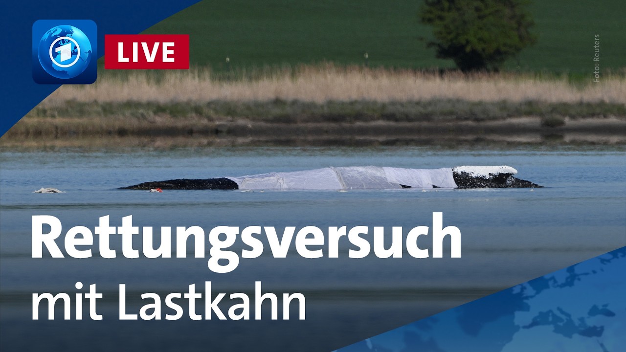 Buckelwal: Neuer Rettungsversuch für gestrandeten Wal (unkommentierter Livestream)