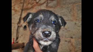 CACHORROS en ADOPCIÓN | OVIEDO, ASTURIAS
