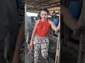 Buffalo Animalfarming Cow Animals Cattlefarming Cute Livestockfarming