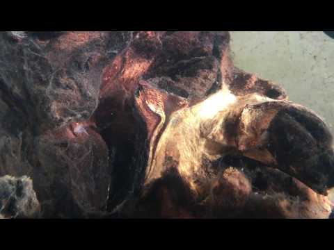 Mopani Wood fish tank Appreciation + ART aquascape