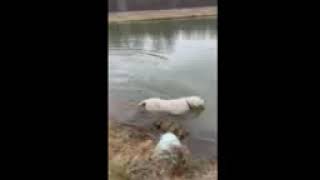 Video preview image #1 Labrador Retriever Puppy For Sale in Rootstown, OH, USA