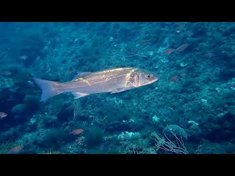 Dicentrarchus labrax