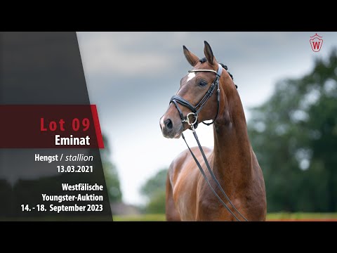 Youngster-Auktion Lot 09 Eminat Hengst v. Escolar - San Amour I