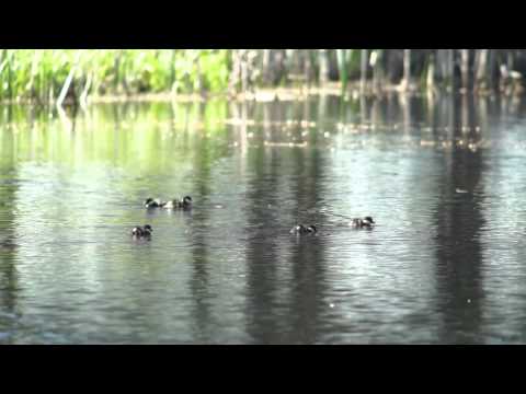 ZEISS Victory DiaScope 85 T* FL and Sony a7 video test