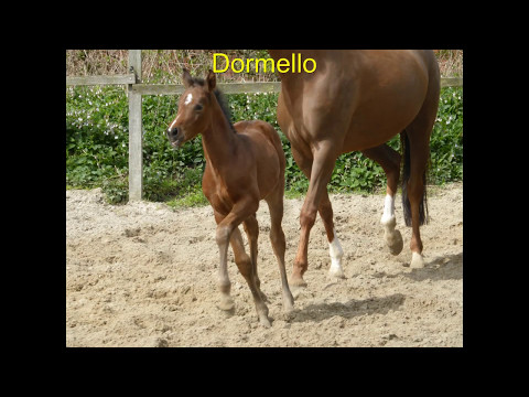 Stutfohlen von Zonik One