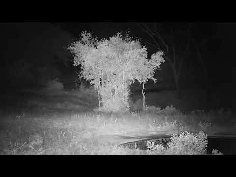 Djuma: Two Elephants feeding - 21:47 - 12/09/20
