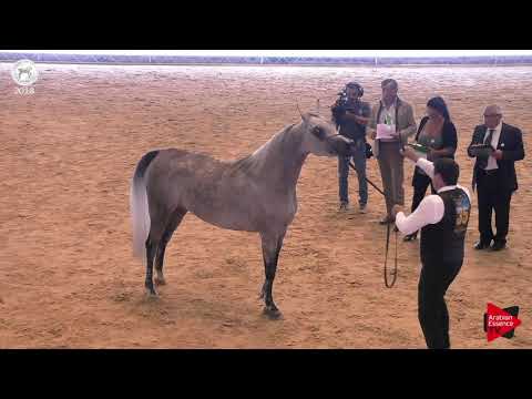 N.35 TASAHIL ZAMANI - SEWC 2018 - Junior Fillies (Class 2B)