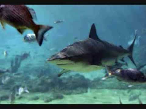 Top 10 Most Dangerous Animals In The Sea