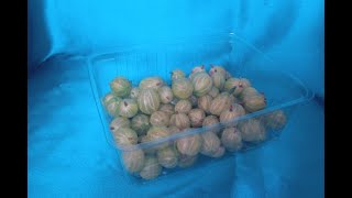 Gombás-epres műanyag doboz 0,5 kg